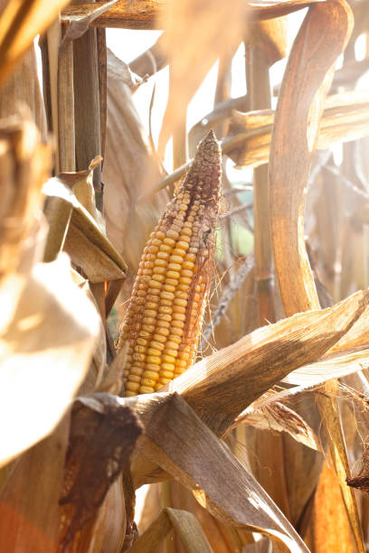수확에 대 한 줄기 준비에 옥수수의 귀를의 근접 촬영 보기 - corn on the cob corn dry dried food 뉴스 사진 이미지