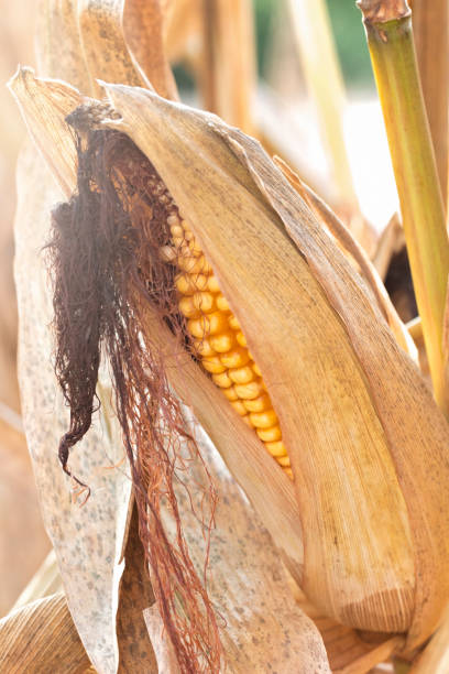 수확에 대 한 줄기 준비에 옥수수의 귀를의 근접 촬영 보기 - corn on the cob corn dry dried food 뉴스 사진 이미지