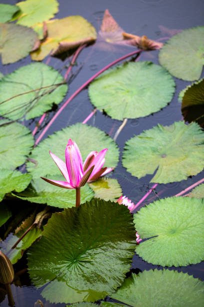istock Nymphaea L water lily blooming in summer under rain 1018514090