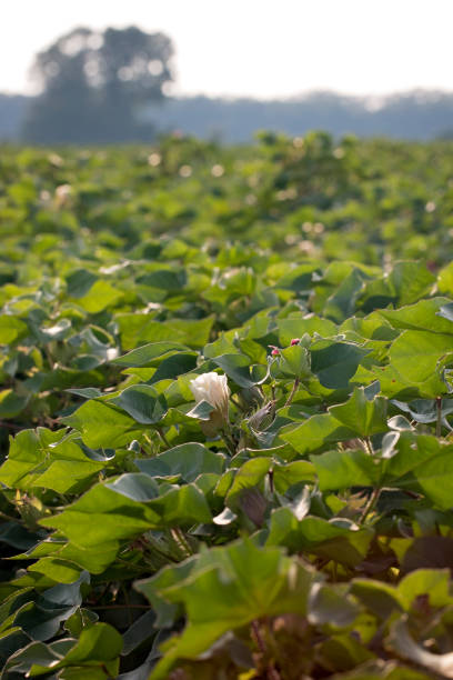 istock Field of Young Cotton Plants before the Cotton Developes 1018514486