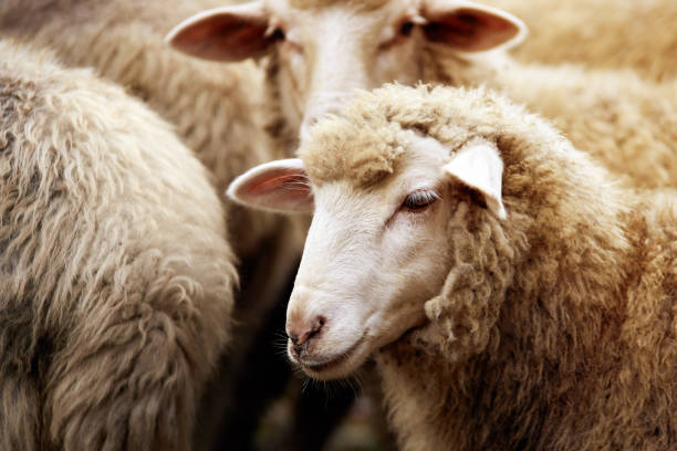 moutons de projection en plein air. debout et regarder reproducteur de l’agriculture - sheep photos et images de collection