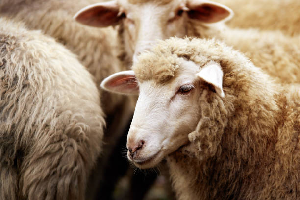 le pecore imbavagliano all'aperto. allevamento in piedi e a fissare animale da allevamento - ovino foto e immagini stock