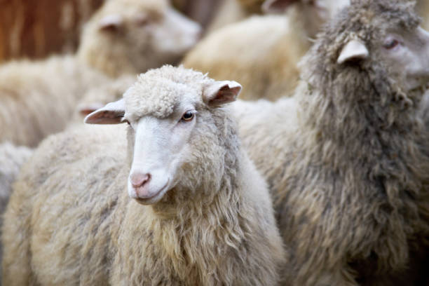 ovejas del bozal al aire libre. animal de agricultura cría de pie y mirar fijamente - new zealand culture fotografías e imágenes de stock