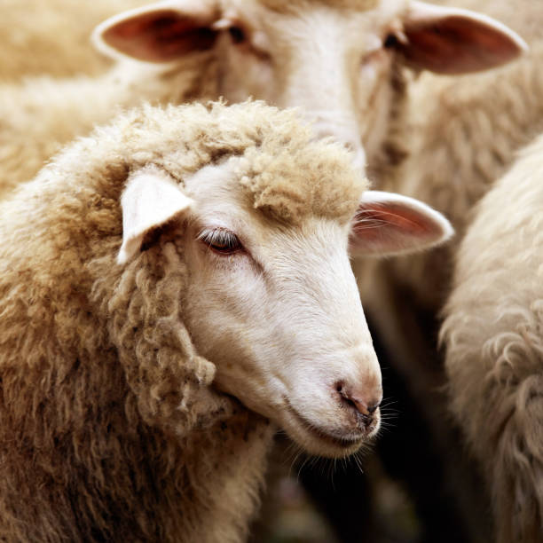 ovejas del bozal al aire libre. animal de agricultura cría de pie y mirar fijamente - new wool fotografías e imágenes de stock