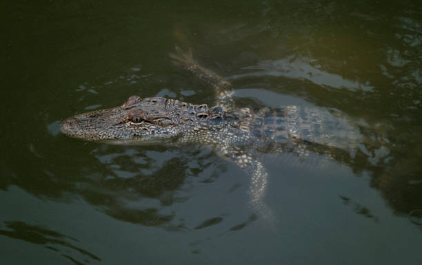 istock A Young Alligator in the Water 1018518868
