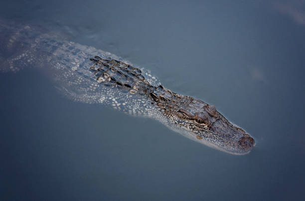 istock A Young Alligator in the Water 1018518920