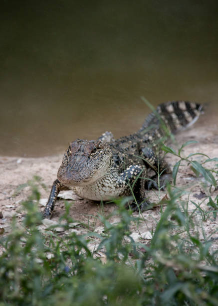 istock A Young Alligator Next to the Water 1018518970