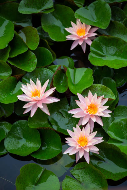 istock pink Nymphaea L water lily blooming in summer under rain 1018519032