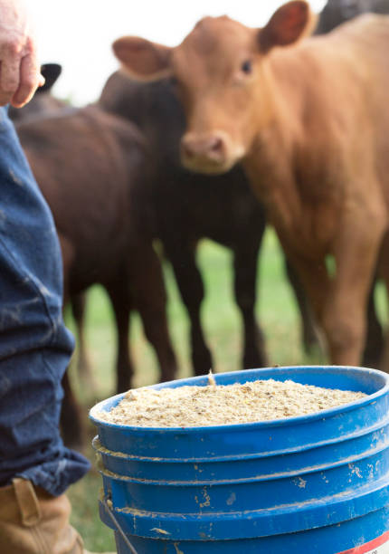istock Farmer Feeding His Baby Cows from a Blue Bucket 1018521538