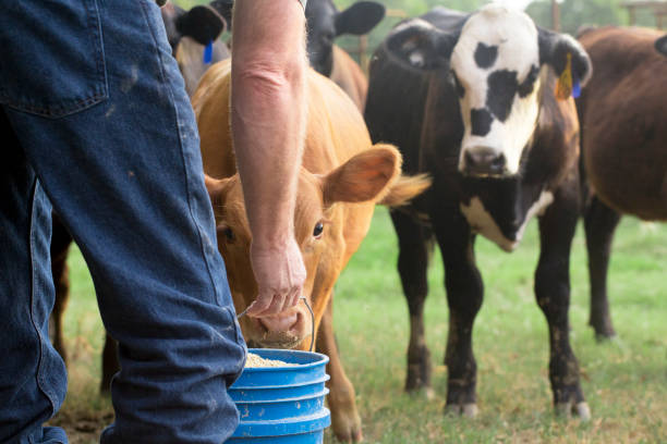 파란 물통에서 그의 아기 소 먹이 농부 - brown white cattle cow 뉴스 사진 이미지