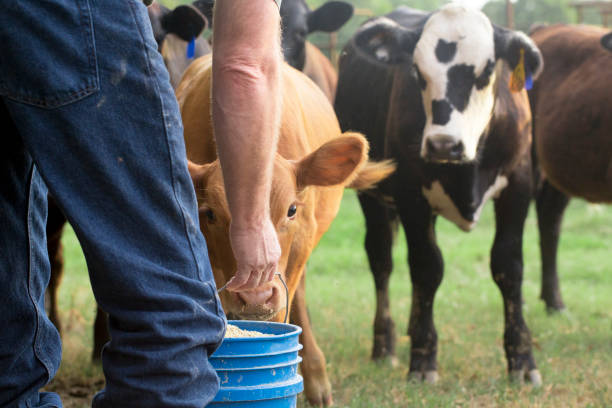 istock Farmer Feeding His Baby Cows from a Blue Bucket 1018521540