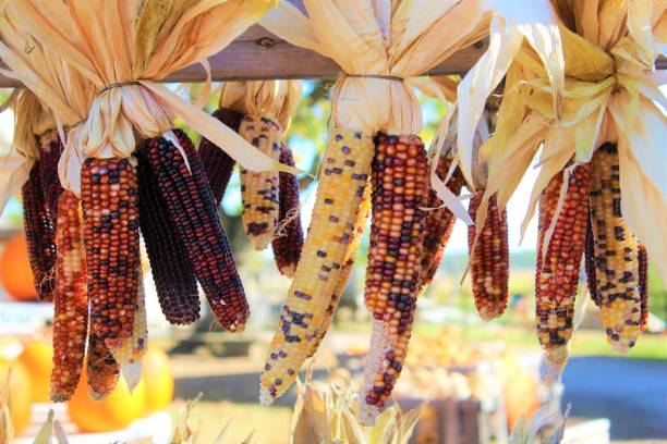 fazenda de milho indiano de queda de ohio - indian corn - fotografias e filmes do acervo