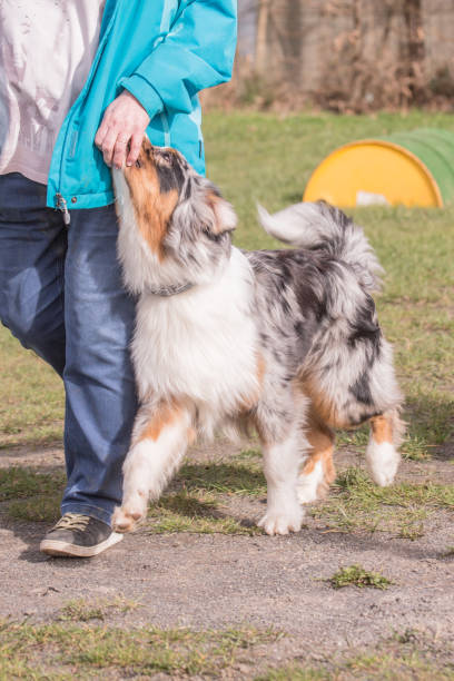 istock Australian shepherd dog living in Belgium 1018527418