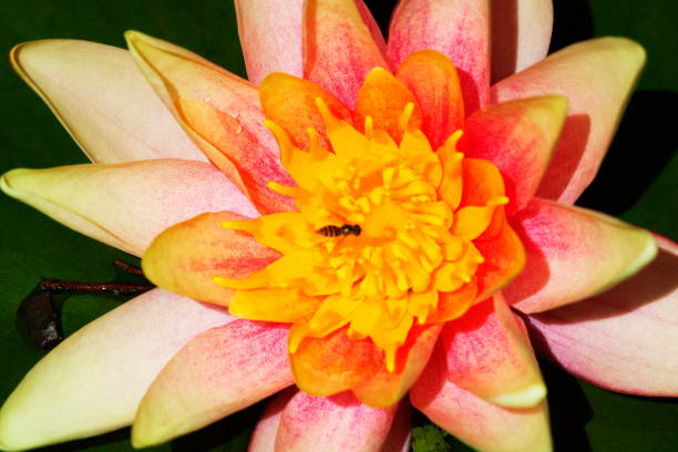istock Honey bee landed over beautiful Pink lotus water lily 1018528232