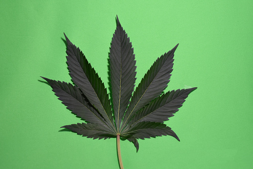 Large cannabis leaf on green screen for video use or other background.