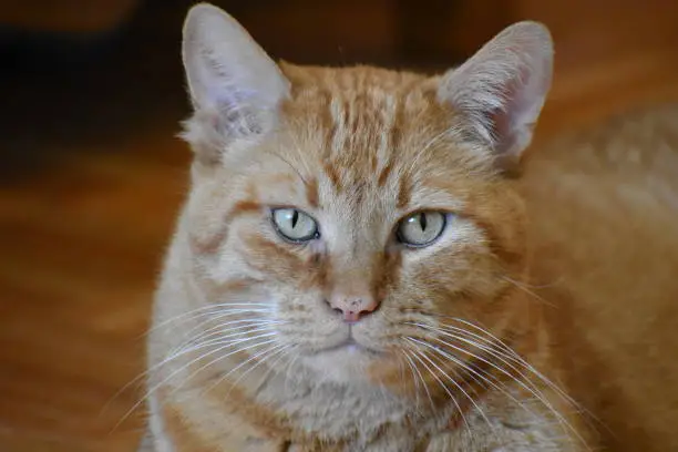 A portrait shot of an orange cat looking directly at the camera; shot indoors.