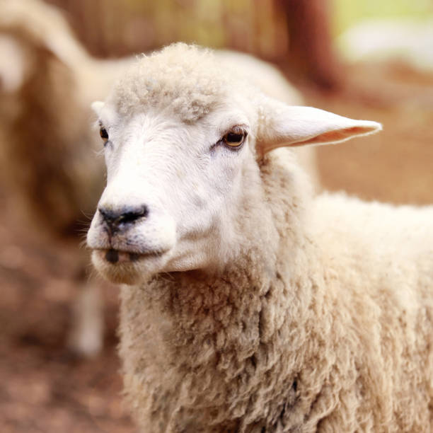 istock Sheep muzzle outdoors. Standing and staring breeding agriculture animal 1018540568