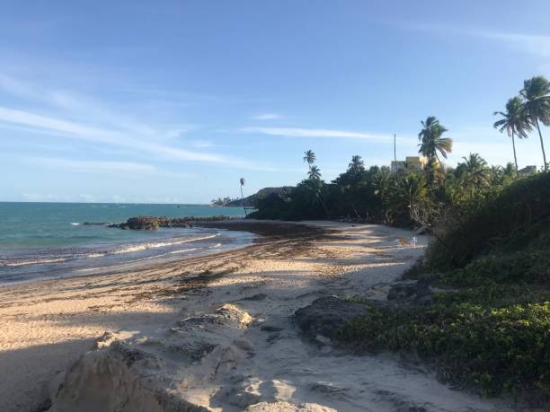 istock Nice desert beach in north of brazil 1018540736