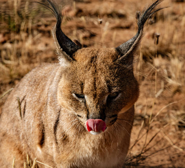 istock Caracal cat scans his surroundings 1018546024
