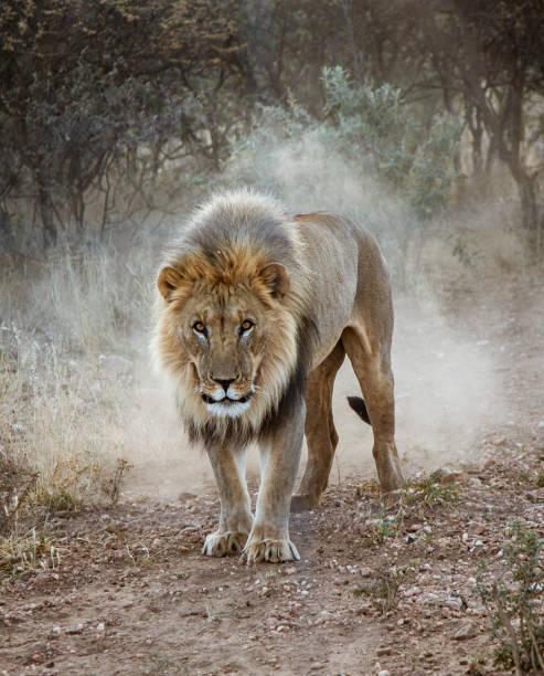 istock Large male lion walks in the desert 1018546092