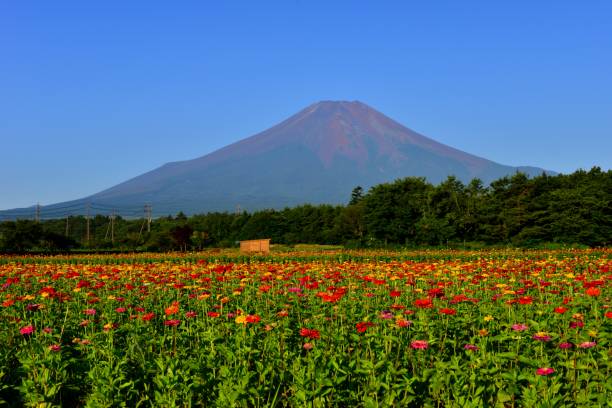 istock Mt Fuji and Zinnia Flowers 1018550664