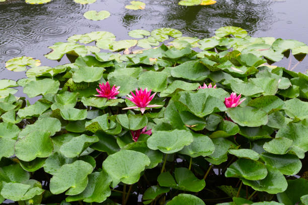 istock purple red Nymphaea L water lily blooming in summer under rain 1018552684