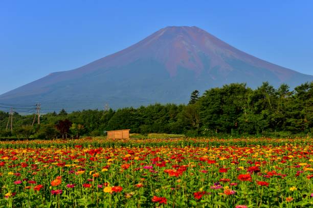 istock Mt Fuji and Zinnia Flowers 1018552988