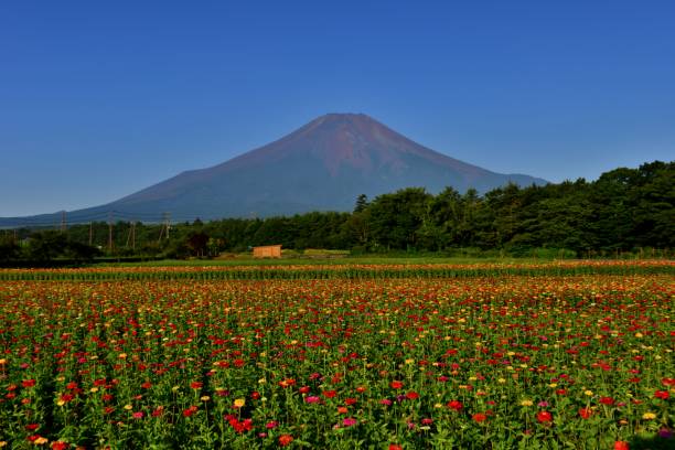 istock Mt Fuji and Zinnia Flowers 1018553290