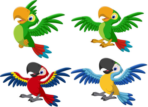 Cartoon macaw collection set Vector illustration of Cartoon macaw collection set toucan white background stock illustrations