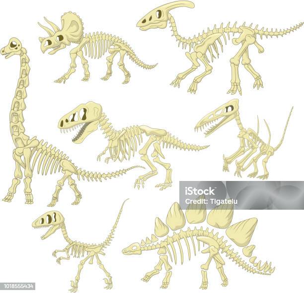 Cartoon Dinosaurs Skeleton Collection Set Stock Illustration - Download Image Now - Dinosaur, Animal Skeleton, Bone - iStock Cartoon Dinosaurs Skeleton Collection Set Stock Illustration - Download Image Now - Dinosaur, Animal Skeleton, Bone - iStock