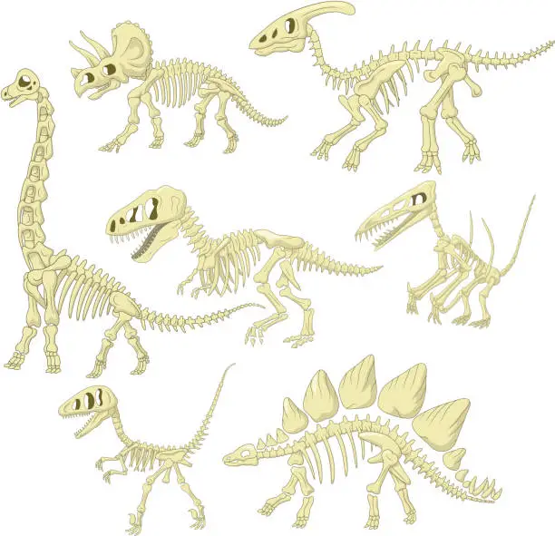 Vector illustration of Cartoon dinosaurs skeleton collection set