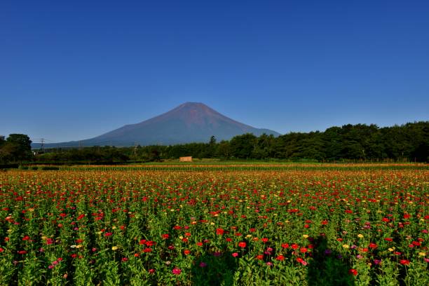 istock Mt Fuji and Zinnia Flowers 1018555482