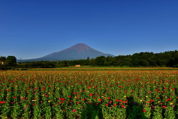 istock Mt Fuji and Zinnia Flowers 1018555488