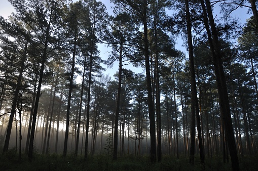 Misty morning in a pine forest of Mississippi