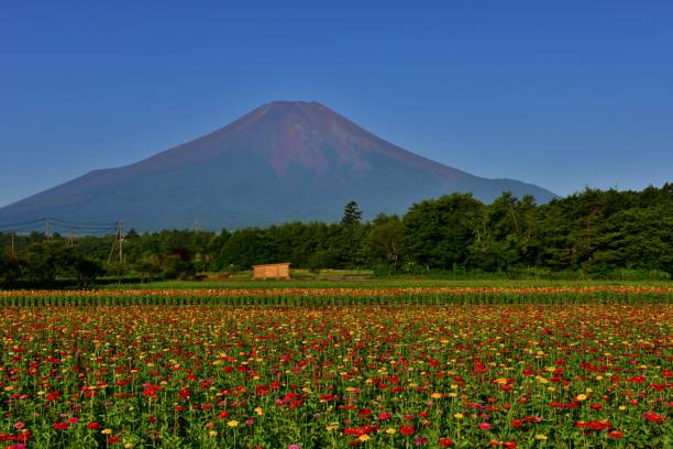 istock Mt Fuji and Zinnia Flowers 1018555632