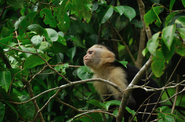 белолицый капуцин в коста-рике - animals in the wild manuel antonio national park primate monkey стоковые фото и изображения
