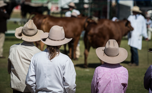 Horizontal stock horses lined up viewed from behind along fenced yard awaiting there turn in a camp draft competition at horse show in rural country town Bangalow Australia