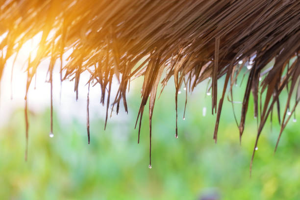 istock Rain drops on the roof made of grass and light. 1018563036
