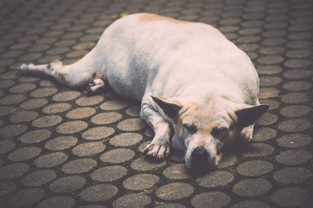 istock Homeless dog is sleeping on the walk way. 1018569678