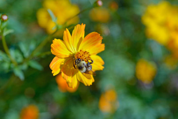 istock Isolated bee collecting pollen from a daisy 1018578784