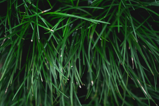 istock Green leaf background Dark green leaves 1018583526