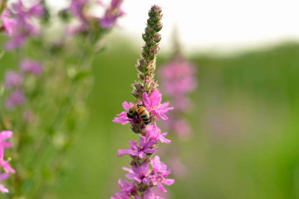 istock Bee collecting pollen on purple flower 1018583600