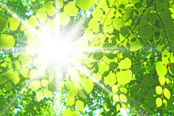 istock Natural green leaves and sun background 1018583604