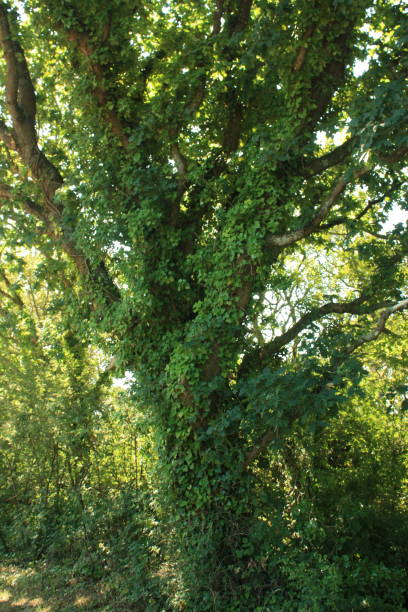istock Ivy climbing on a tree   Wild plant 1018591258