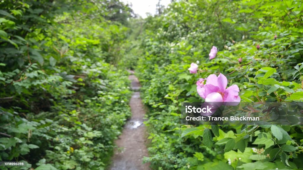Close up on a rose flower with a narrow trail in the background lush forest with blooming flowers Beauty In Nature Stock Photo
