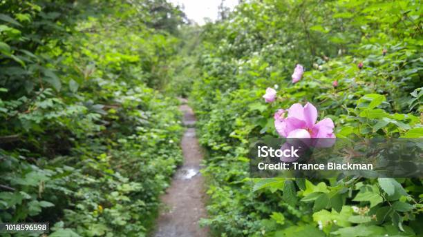 Close Up On A Rose Flower With A Narrow Trail In The Background Stock Photo - Download Image Now