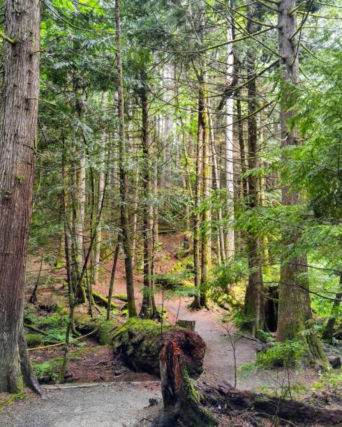 istock Looking up a trail amongst the trees in the forest 1018596654