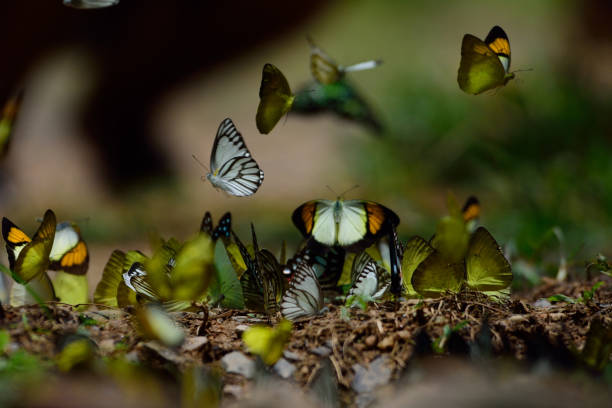 istock butterflies flying in the nature 1018602722