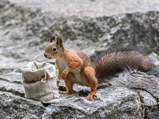 istock funny red squirrel with bushy tail standing on big stone near bag with nuts 1018613124