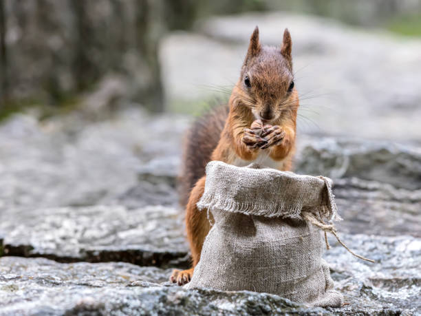 istock young hungry squirrel stealing nuts from sackcloth bag 1018613340